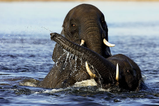 Wild elephants need open natural spaces for their survival. Fencing, or providing artificial support systems, like water and food, might seem to be the right approach, but may not work as a long-term conservation strategy.