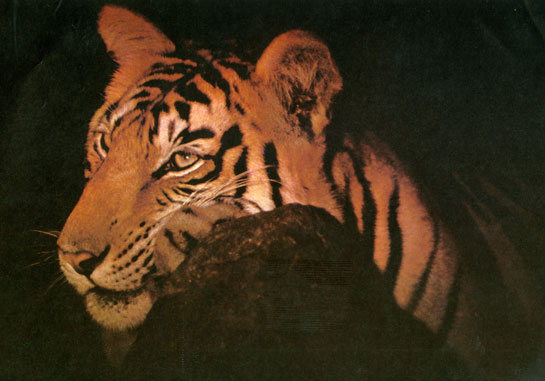 Panthera tigris, photographed at night from a distance of 10/12 feet, with the help of a spotlight.