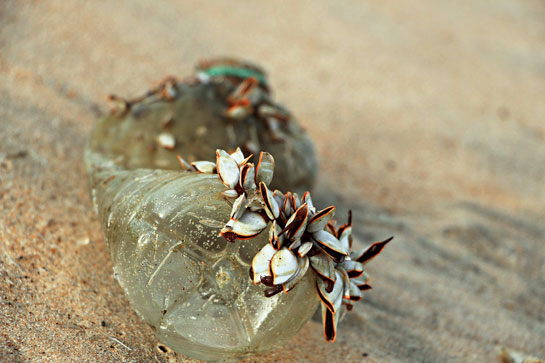 Able to survive in surprisingly polluted and degraded environments, they can be seen here attached to a carelessly discarded plastic bottle.