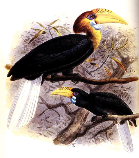 Narcondam Hornbills Narcondam Hornbills