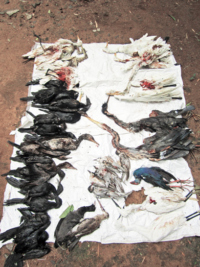 The haul that was seized from the Narikurava tribals included 41 birds (10 different species). The haul that was seized from the Narikurava tribals included 41 birds (10 different species).