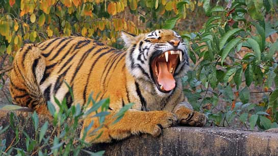 A young tiger photographed by Satvasheela Prithviraj Chavan, daughter of the legendary wildlife photographer, M.Y. Ghorpade.