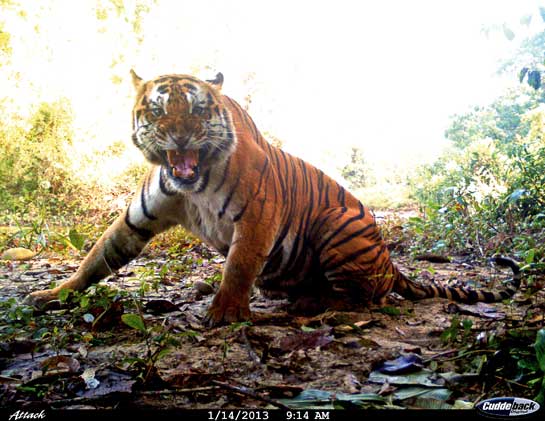 Forest guard K. Tayem's initial displeasure at the location of his camera trap vanished quickly when he discovered, among many others, this stunning image of a tiger growling ferociously while looking straight at the camera!