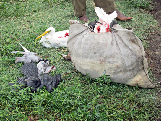 The killed birds were stored in gunny sacks. Of the 41 birds seized by the local authorities, three were still alive.
