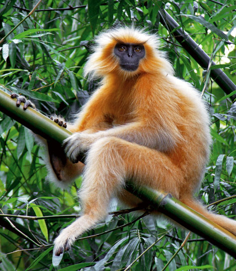 One of the most endangered species in India, this primate continues to suffer at the hands of humans who degrade its habitat.