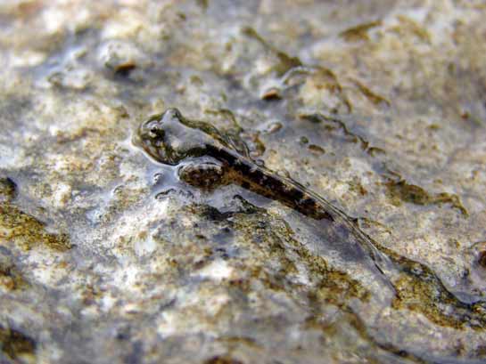 The fish-like tadpoles of Indirana species are found in swamps that offer the amphibians that magic resource so essential to live - water. Fallen leaves, sandy substrates and root pockets in the Myristica swamp act to protect the tadpoles from predators&acirc;&brvbar; and nosy researchers.