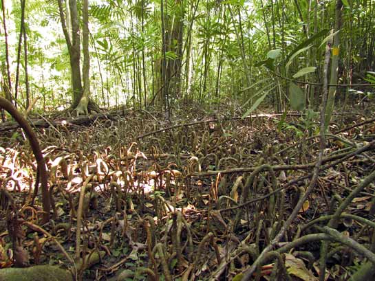 Gymnacranthera canarica is a dominant tree found in the unique Myristica swamps of the Western Ghats. The U-shaped knee roots enable the trees to deal with the anaerobic conditions in the swamps.
