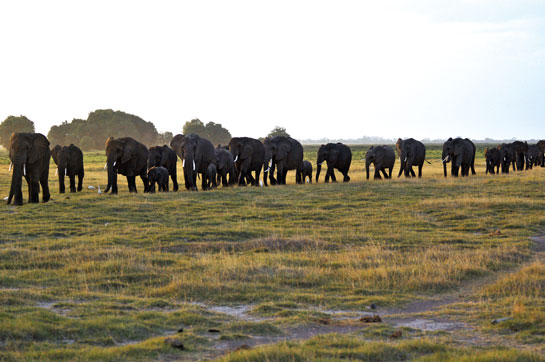 The idea of connecting elephant populations in southern Africa through a network of key linkages will help redress the problems of fragmentation, habitat loss, encroachment, human-animal conflict, but this will need inter-governmental cooperation.