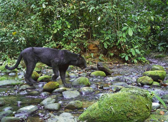 This image of a rare melanistic leopard was taken by M. Doimary. Camera-traps have helped revolutionise field biology, with minimal disturbance to wildlife. They are an inexpensive and yielding method to document evidence of rare and endangered species.