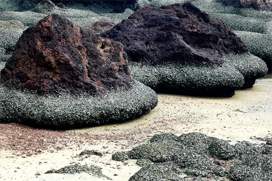 A zoomed out view of hundreds of barnacles (tiny white dots) using rocks as substrata on a shore in Goa.