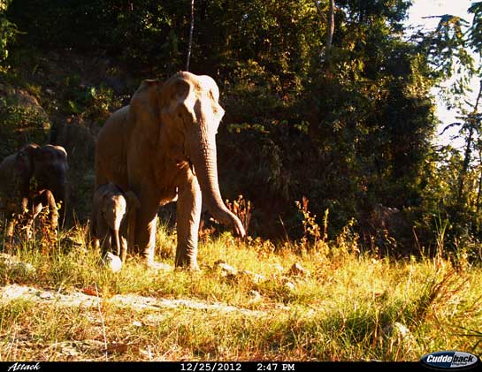 Although several of the camera traps set up were damaged by elephants, endearing images, such as this one by Rasam Brah, of an elephant emerging from the forest with her calf, made the effort worthwhile.
