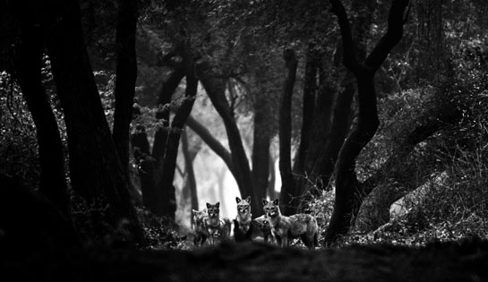 Jackals dominate the dry lands of the Bharatpur (Keoladeo Ghana) Bird Sanctuary in the absence of large cat predators.