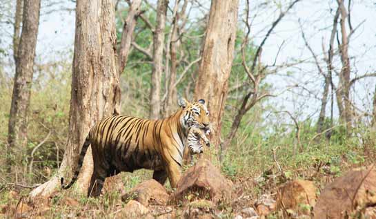 The photographers were among the lucky few to see Maya shifting two of her cubs near the Panchadhara tank area of the Tadoba-Andhari Tiger Reserve in Maharashtra on June 16, 2014, two weeks before their carcasses were found by Forest Department officials.