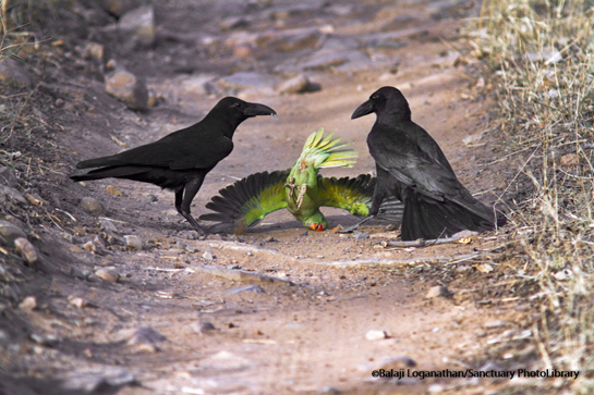 In the Ranthambhore Tiger Reserve, a pair of Large-billed crows Corvus macrorhynchos send a Rose-ringed Parakeet Psittacula krameri to the forest floor. The corvids worked in sync, one haranguing the feisty parakeet while the other one went in for the kill.