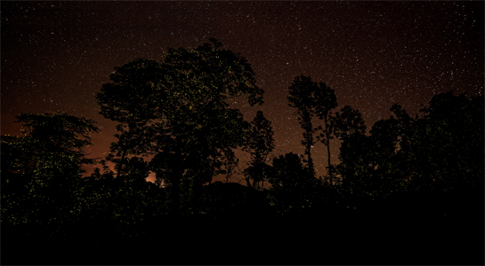 Fireflies in Coorg, Karnataka, photographed by Bishan Monnappa on April 16, 2015.