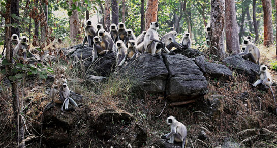 The Grey langur or Hanuman langur lives in large troupes that are often seen on the ground, but will take to the trees at the first sign of danger.