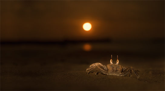 Ghost crab, Ocyeode sp. Nayan Khanolkar photographed this ghost in the darkness at 1.45 a.m. on a Sindhudurg beach in Maharashtra where a gibbous moon gives the appearance of being fuller than it is on account of the long exposure needed to capture this ethereal image.