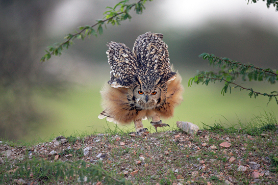 This magnificent Rock Eagle-owl Bubo bengalensis was caught in a defiant pose by Sanjeet Mangat, while in Shokaliya, Rajasthan, as it was about to take off, giving the photographer just enough time to get this brilliant eye-level shot.