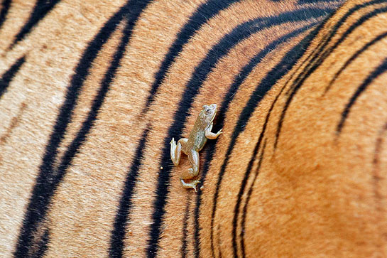Tiger and frog.