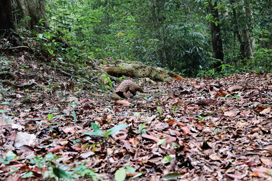 Notice something a little out of place in this image? If you look closely, you will see a spiral-bound notebook and GPS in the frame. The photographer had just set down the gear which he was using to conduct a swamp survey when the pangolin scampered into view!