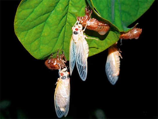 Cicada Takeover