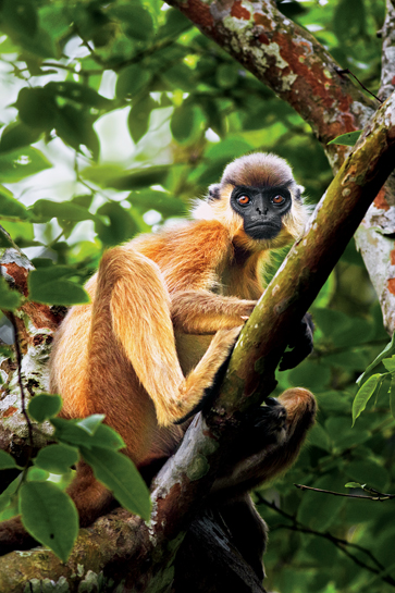 Easy to identify on account of their signature &acirc;caps', these langurs were once widespread in the Northeast. Habitat destruction and hunting have however, led to local extinctions.