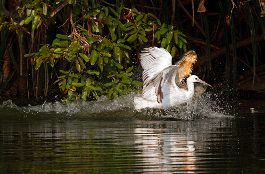 There are no tigers in Ranganathittoo where this croc and spoonbill presented the photographer a natural history moment of a lifetime. Creativity, consultation and equity could potentially combine to turn natural jewels into livelihood opportunities for communities in over 5,000 locations across India, provided government policies, public participation and biodiversity conservation were brought into one stream.