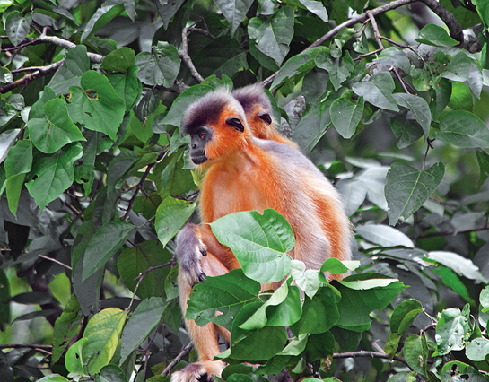 Highly sociable, capped langurs live in mixed groups that include a dominant male, several females and their young ones. They travel single-file, often noisily crashing through the canopy.