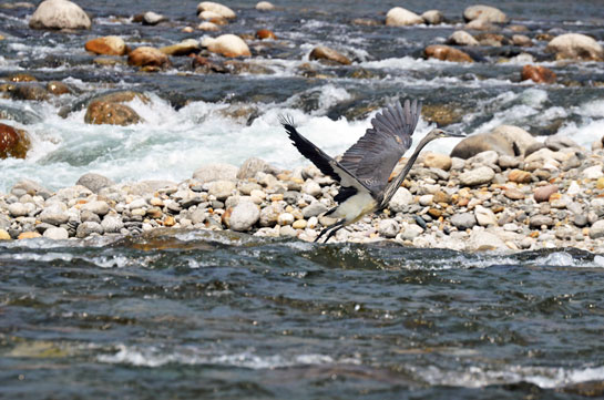 The author's fascination with Northeast India and the waterbirds of Namdapha led him to undertake a study on the White-bellied Heron's foraging and nesting habits. He had his first sighting of the endangered White-bellied Heron on the Namdapha river at Firmbase.