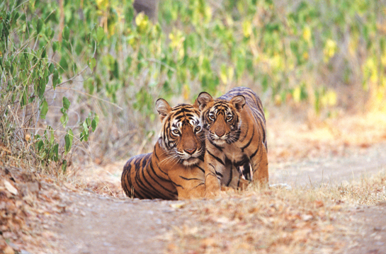 Khatau believes that though the tiger still faces terrible threats, it is a wily animal that has a knack of making a comeback given half a chance.