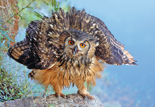 At the centre of raging taxonomical debates about its true identity, DNA analysis has almost &acirc;conclusively' proved that the Indian Eagle Owl is a distinct taxon.