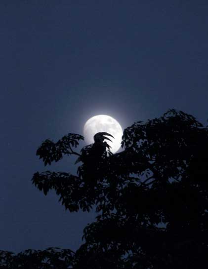 The Wreathed Hornbill, also known as the Bar-pouched Wreathed Hornbill, is so named for the bar on the lower end of its throat. Well known for roosting in open trees of riverine grassland habitats, the bird is seen here, silhouetted against a portentous full moon shining in the background. The Wreathed Hornbill, also known as the Bar-pouched Wreathed Hornbill, is so named for the bar on the lower end of its throat. Well known for roosting in open trees of riverine grassland habitats, the bird is seen here, silhouetted against a portentous full moon shining in the background.