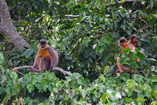 At dusk, capped langur troupes retire to the high boughs to roost for the night. Their diet is primarily vegetarian, occasionally supplemented by insects.