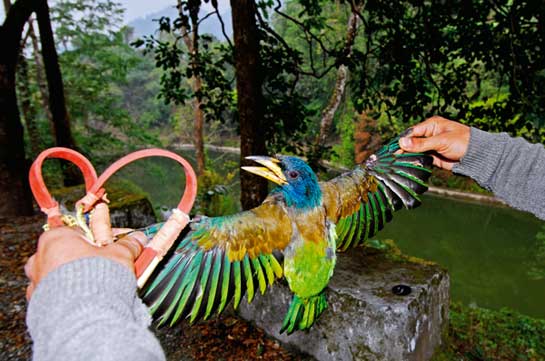 This Great Barbet Megalaima virens  is a fruit eater that fell to a well-aimed pebble from a catapult. Buyers are easily found at urban and local markets.