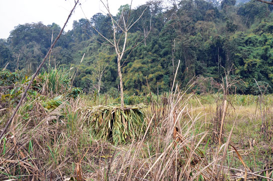 In March 2014, the author's team located a nest of the White-bellied Heron within Namdapha, making it the first confirmed record of the species nesting in India. The team constructed a hide (above) of sticks, leaves and grasses on the ground, but abandoned plans of staying in it overnight for fear they may disturb the birds.
