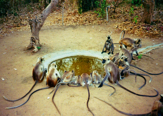 At Ghosri, Tadoba, Poonam and Harsh Dhanwatey have created a tiny green haven out of a degraded farm. Today virtually every animal found in Tadoba visits this space, and marginal and failed farms could easily replicate this example to the advantage of communities that could cater to visitors seeking wildlife experiences.