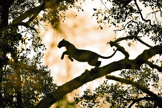 The most famous denizen of the Yala National Park is the leopard. This image of the cat atop a tree was taken at the moment it leaped towards a langur.