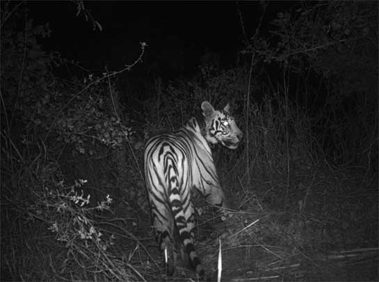 A camera-trap image of Kala that brings to mind the works of yore by that all-time tiger man, F.W. Champion. This is the first tiger in Maharashtra to be fitted with a GPS-GSM collar, which helps record the location at set intervals, with data being transmitted by SMS.