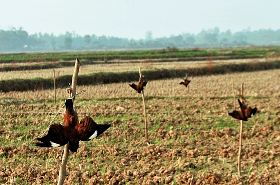 Strung up on wooden posts by their legs, poisoned mynas deliver a menacing warning to other birds to steer clear of this farmer's field. This gory tactic is gaining ground in rural Bengal.