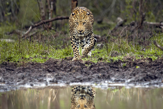 Nagarahole may be tiger territory, but it's also bonafide leopard county. The park provides some of the best Panthera pardus sightings that the country has to offer!