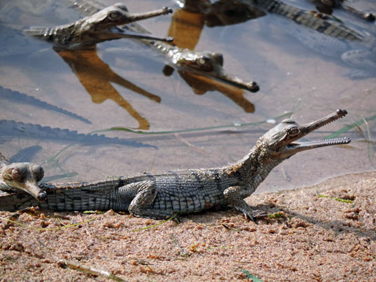These three- to four-day-old gharial hatchlings swim in the shallow water near the bank of the Chambal river, under the watchful eyes of their fiercely protective parents.