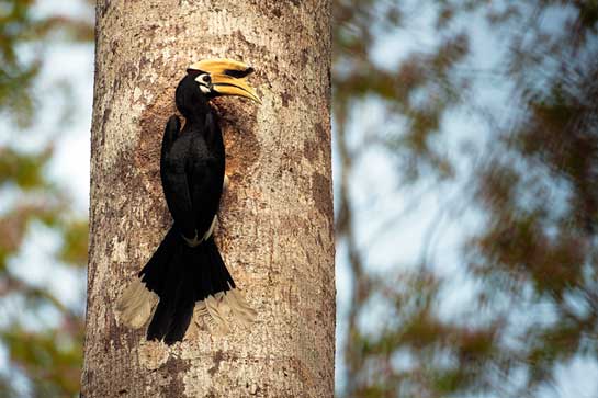 The decline of Great Hornbill populations is attributed to the ruthless hunting of the species to satisfy traditional demands for its parts. More recently, efforts are being made to ensure its conservation, including the provision of replicas of traditional headgear to local tribes, who attribute great ornamental value to the beak and head of the bird.