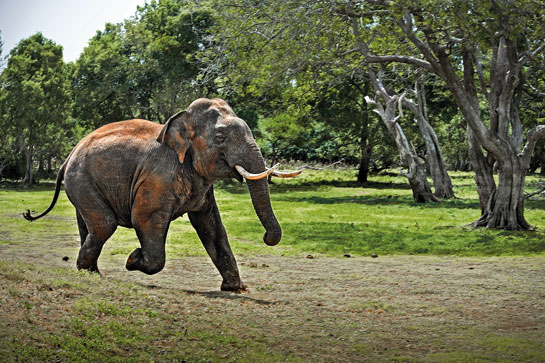 The author was watching this pachyderm on the banks of the Kala Wewa reservoir in Anuradhapura, when a sudden movement startled the tusker.