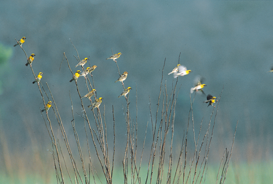 Corbett is one of the world's best birding destinations, with a bird count that is higher than that of Bharatpur's Keoladeo Ghana National Park. The growth of birding-oriented tourism will divert pressure from the tiger.