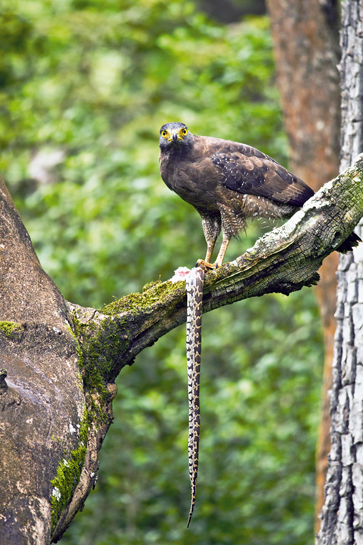 Big cats and bovids aside, the park has much on display for birders. Here, a Crested Serpent-eagle prepares to dine. Big cats and bovids aside, the park has much on display for birders. Here, a Crested Serpent-eagle prepares to dine.
