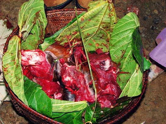 Bush meat hunting pre-dates recorded human history and the spotting and tracking skill of hunting tribes is legendary. Between shrinking habitats and commercial exploitation of such skills, wild animals are fast vanishing in Northeast India. Often venison  is available for less than the cost of mutton or chicken.