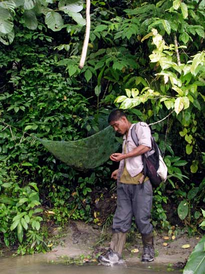 In order to monitor the feeding and nesting habits of hornbills in the region, two nets were positioned under their nests, which are usually hollows or small excavations in trees. Kumar, a local field assistant, is seen here collecting regurgitated seeds from one such net for further study. In order to monitor the feeding and nesting habits of hornbills in the region, two nets were positioned under their nests, which are usually hollows or small excavations in trees. Kumar, a local field assistant, is seen here collecting regurgitated seeds from one such net for further study.