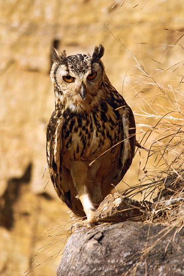 The Indian Eagle owl is partial to rocky hillocks, ravines and the steep banks of streams. Its diet is dominated by rodents, but other birds like doves and even shikras are also fair game. The Indian Eagle owl is partial to rocky hillocks, ravines and the steep banks of streams. Its diet is dominated by rodents, but other birds like doves and even shikras are also fair game.