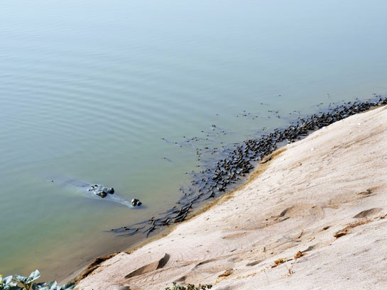 These pits are gharial nests on the sand bank of the Chambal river from where the author was able to count around 500 hatchlings from 15 nests.
