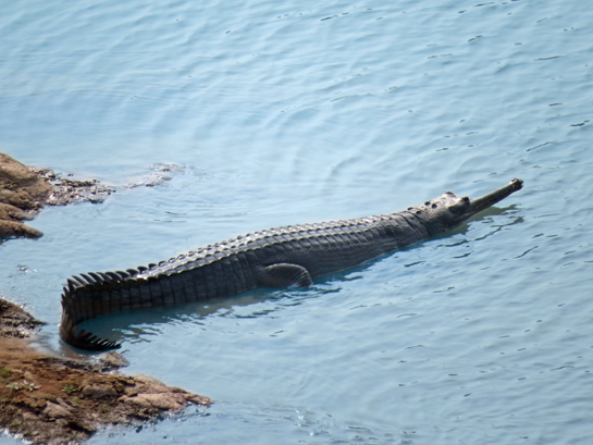 A lone gharial is the only survivor in the entire Ken Gharial Wildlife Sanctuary. Its mate was last seen here in 2007.
